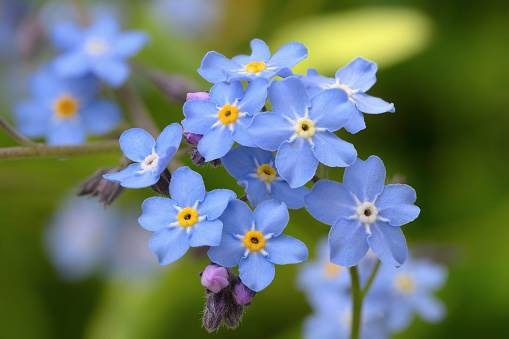 Myosotis